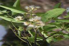 Syzygium palghatense